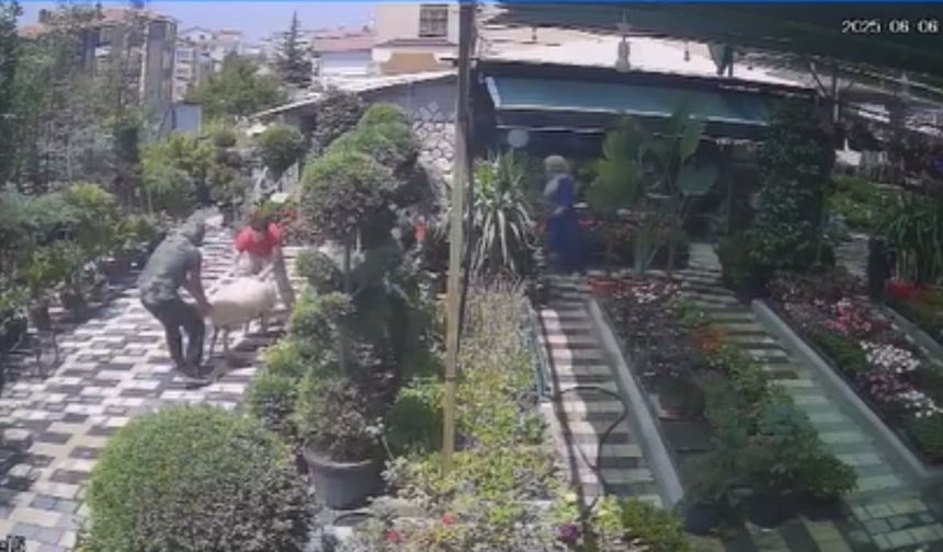 KARAMAN'DA FİRAR EDEN KURBANLIK KOYUN GİRDİĞİ FİDANLIKTA YAKALANDI